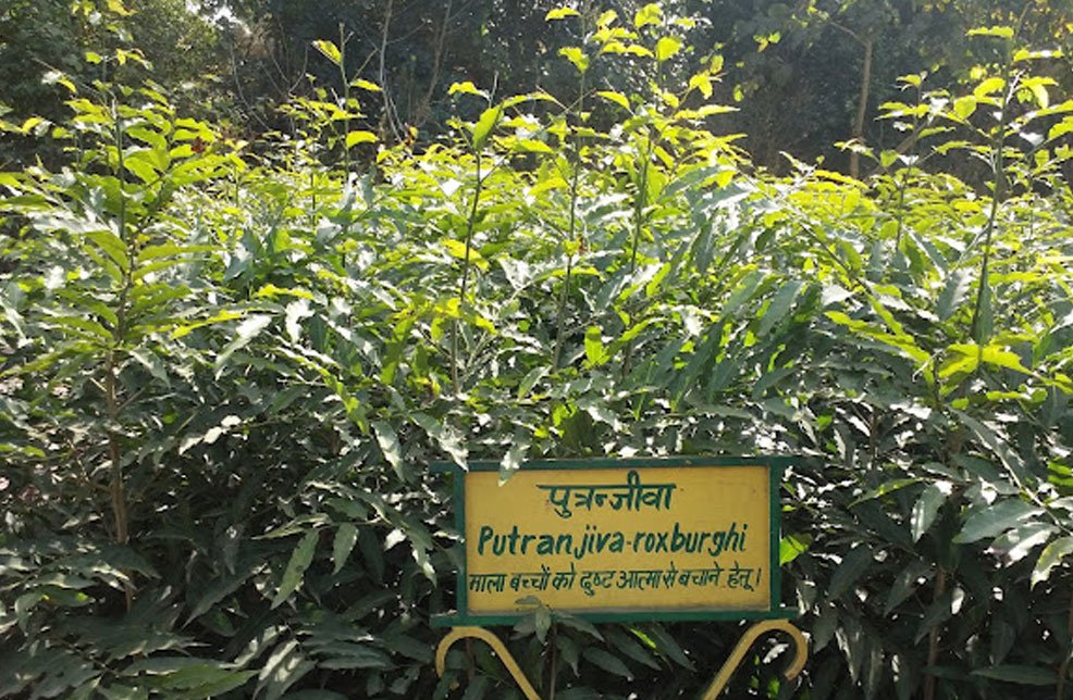 Herbal-Nature-Park-Yamunanagar